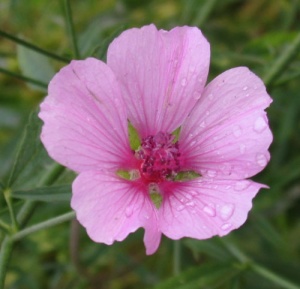 Althaea cannabina