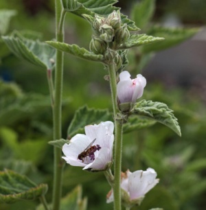 Althaea officinalis