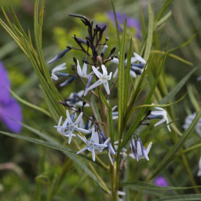 Amsonia ex. 'Ernst Pagels'