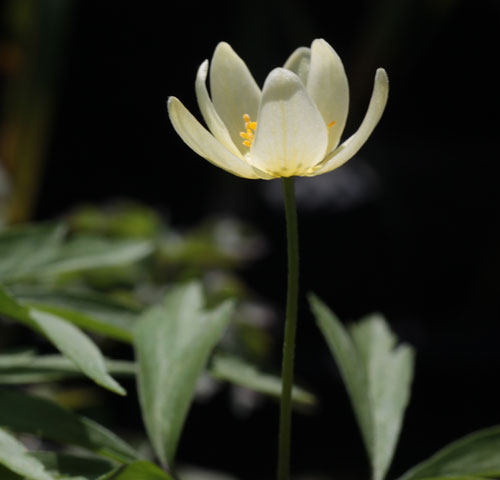 Anemone x lipsiensis