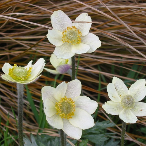 Anemone multifida