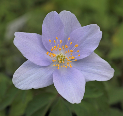 Anemone nemorosa 'Celestial'