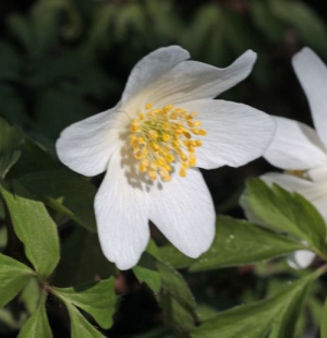 Anemone nemorosa 'Lychette'