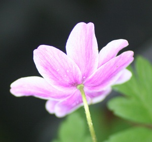 Anemone nemorosa 'Westwell Pink'