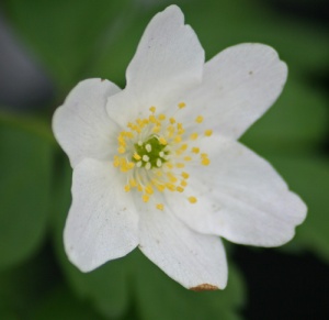 Anemone nemorosa 'Wilks' White'