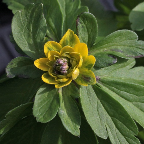 Anemone ranunculoides 'Crazy Vienna'