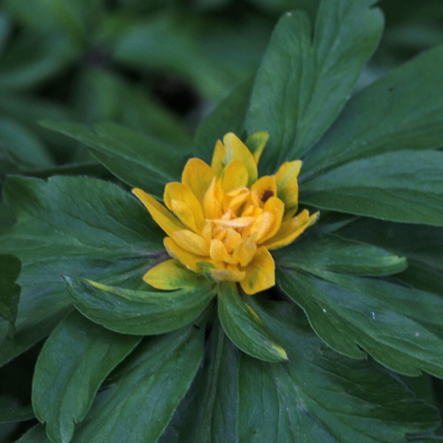 Anemone ranunculoides 'Ferguson's Fancy'