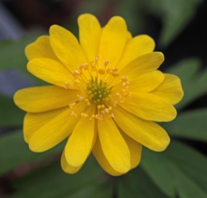 Anemone ranunculoides 'Pleniflora'