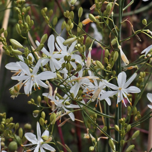 Anthericum ramosum