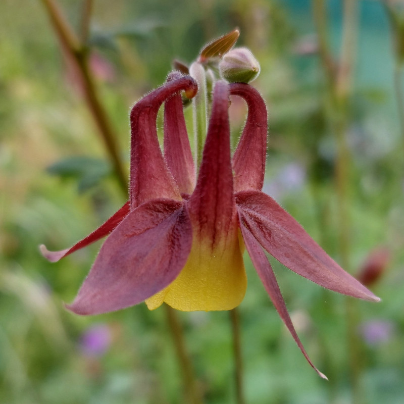 Aquilegia buergeriana