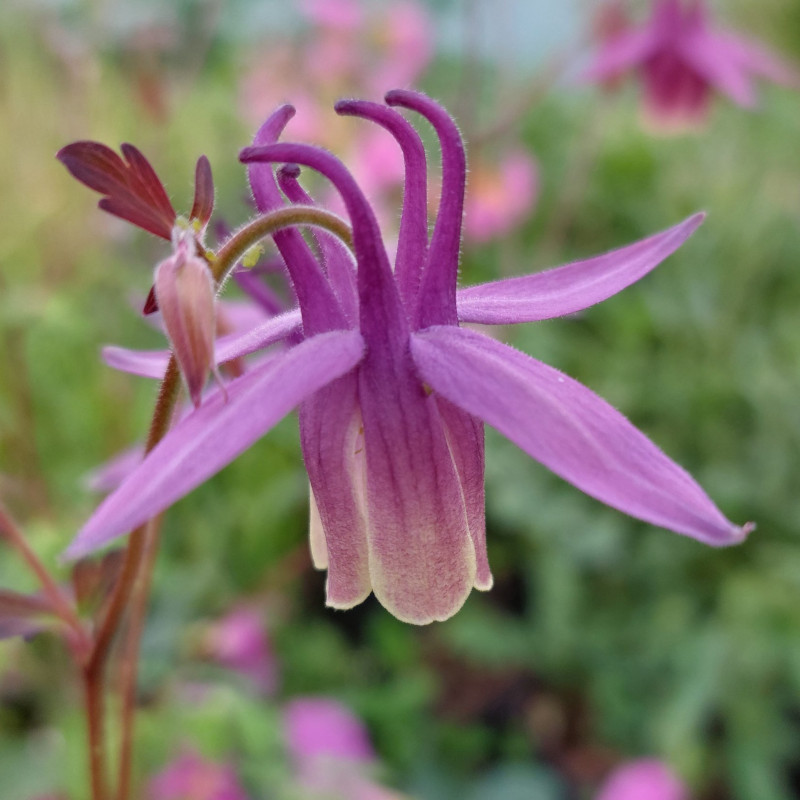 Aquilegia rockii