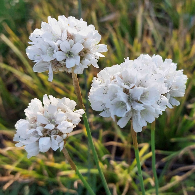 Armeria pseudarmeria