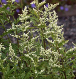 Artemisia lactiflora 'Elfenbein'