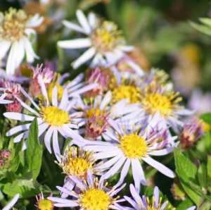 Aster ageratoides 'Asran'