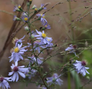 Symphyotrichum cordifolium ex. Piney Fork