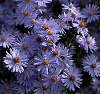 Symphyotrichum 'Little Carlow'