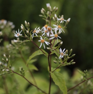 Eurybia macrophylla 'Albus'