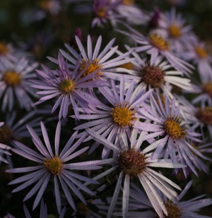 Aster pyrenaeus 'Lutetia'