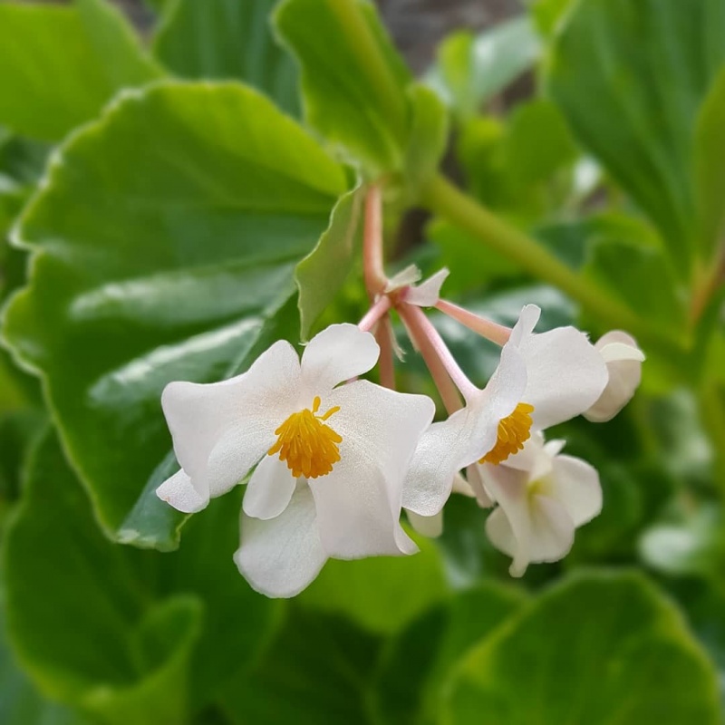 Begonia cucullata var. arenosicola