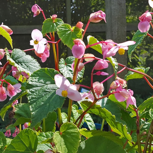 Begonia grandis 'Heron's Pirouette'