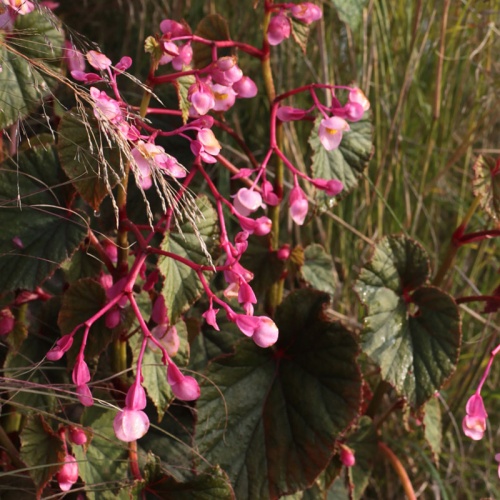 Begonia grandis 'Sapporo'