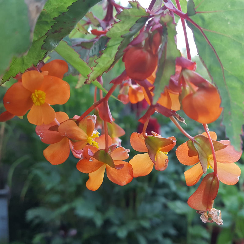 Begonia sutherlandii 'Papaya'