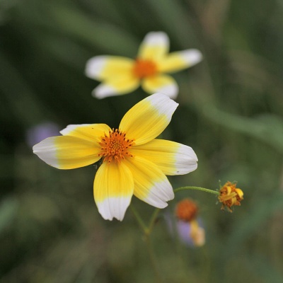 Bidens aurea 'Hannay's Lemon Drop'