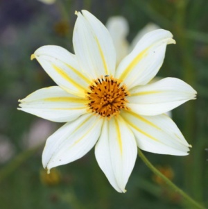 Bidens aurea