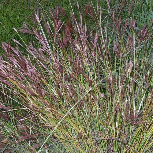 Bothriochloa ischaemum