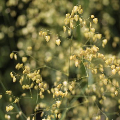 Briza media 'Golden Bee'