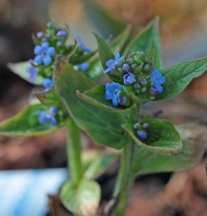 Brunnera sibirica