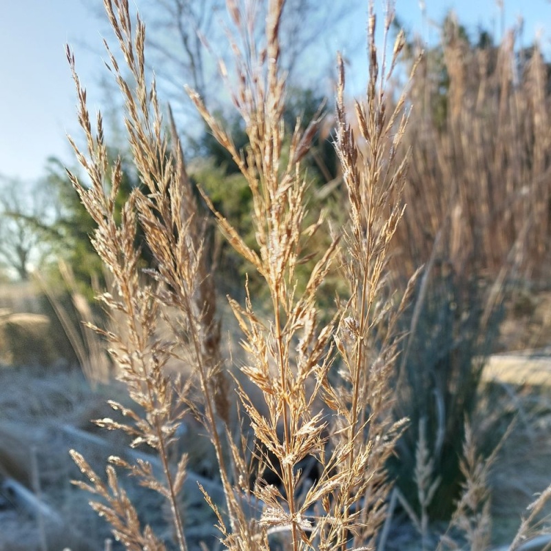 Calamagrostis - The Plantsman's Preference