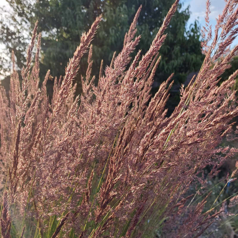 Calamagrostis x acutiflora 'Karl Foerster' - The Plantsman's Preference