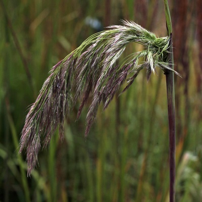 Calamagrostis emodensis