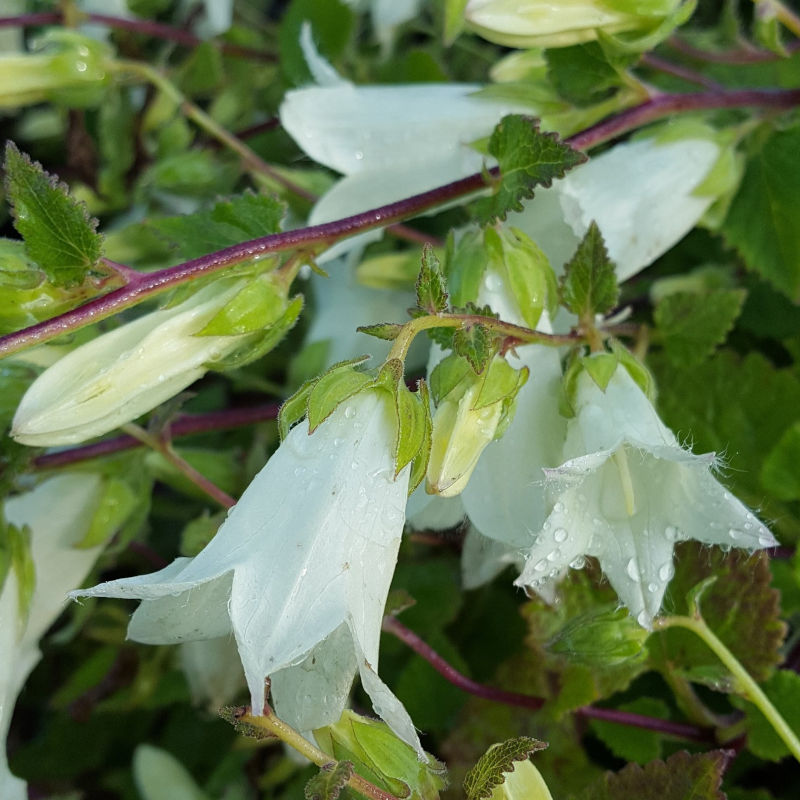 Campanula ochroleuca