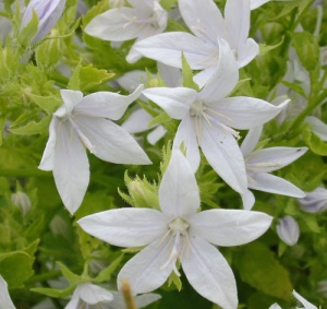 Campanula poscharskyana 'E H Frost'