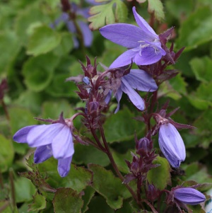 Campanula poscharskyana 'Trollkind'