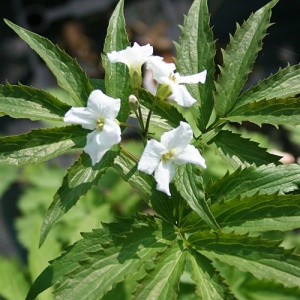 Cardamine heptaphylla Guincho Form