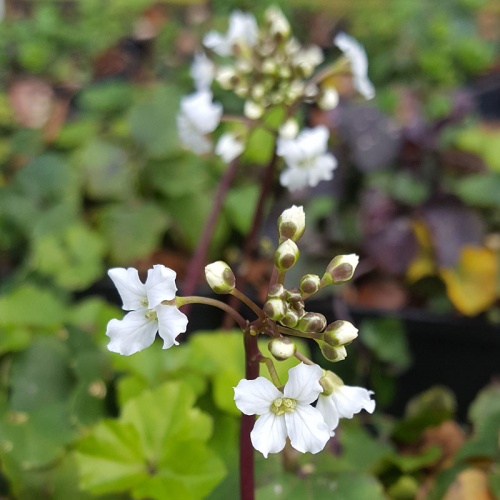 Cardamine trifolia