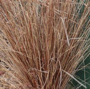 Carex buchananii