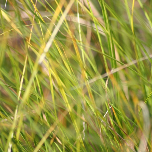 Carex flagellifera green form