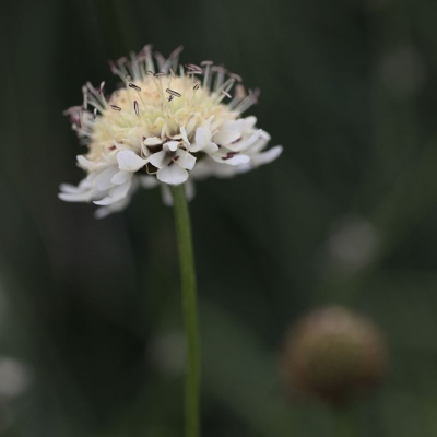 Cephalaria alpina