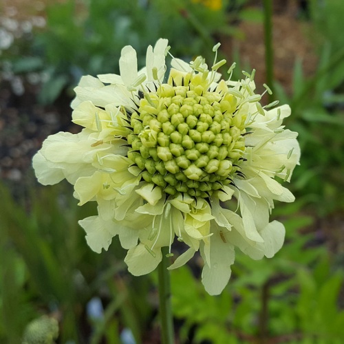 Cephalaria gigantea