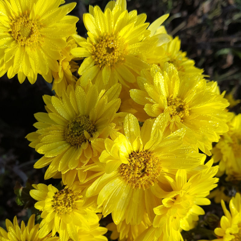 Chrysanthemum 'Cottage Lemon'