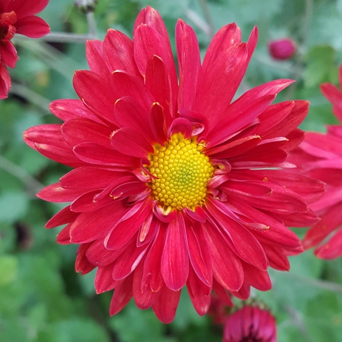 Chrysanthemum 'Edmund Brown'