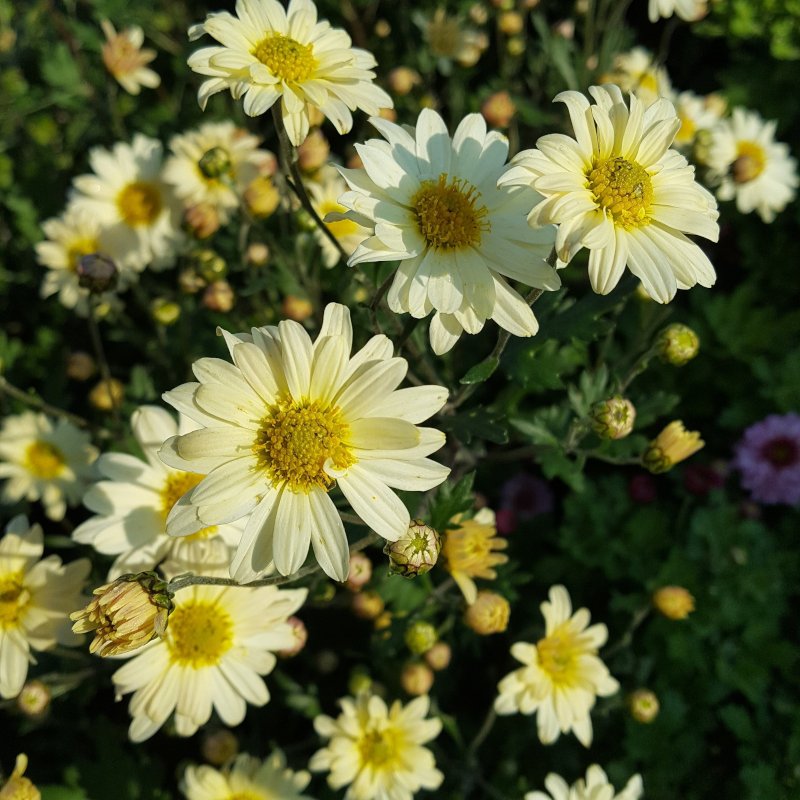 Chrysanthemum 'E H Wilson'