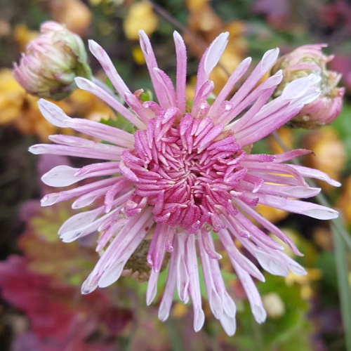 Chrysanthemum 'Emperor of China'