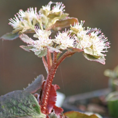 Chrysosplenium macrophyllum