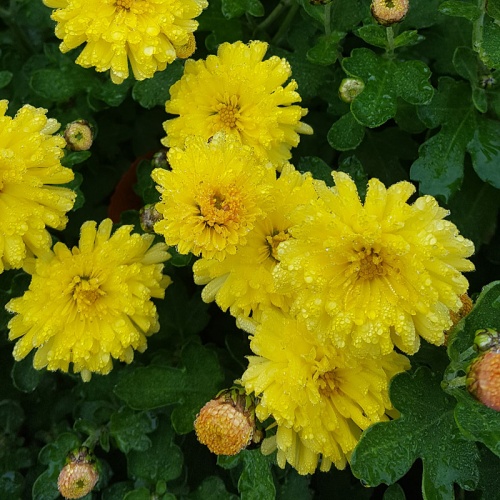 Chrysanthemum 'Nantyderry Sunshine'