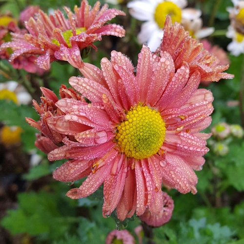 Chrysanthemum 'Old Norwell'